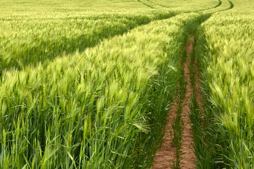 This landscape photograph captures a Spring barley field in the afternoon during the spring season. The main subject is the vibrant green barley, which is still in its early growth stage, and the field is marked by distinctive tramlines where the soil is visible between the rows of crops. The tramlines are a common feature in modern agriculture, helping farmers navigate fields for planting, fertilizing, and harvesting the crops. There are no prominent landmarks visible, allowing the focus to remain on the flourishing barley plants and the agricultural patterns created by the tramlines.